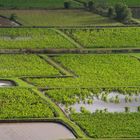 Taro fields