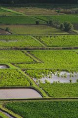 Taro fields