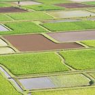 Taro Fields on the island of Kauai