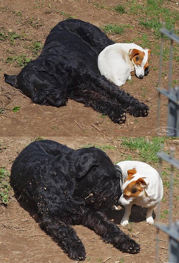 Taro mein Großer und Quincy mein Kleiner,...