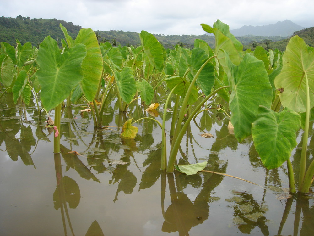 Tarofeld auf Kaua'i