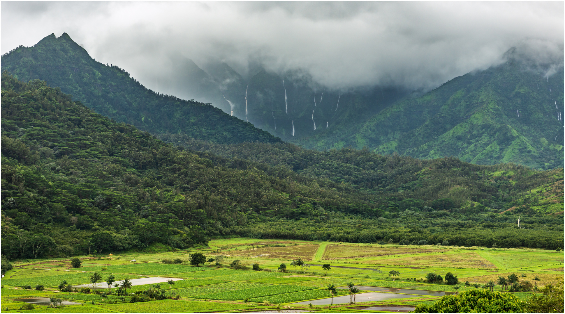 Tarofelder Hanalei Valley Kauai Hawaii