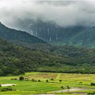 Tarofelder Hanalei Valley Kauai Hawaii