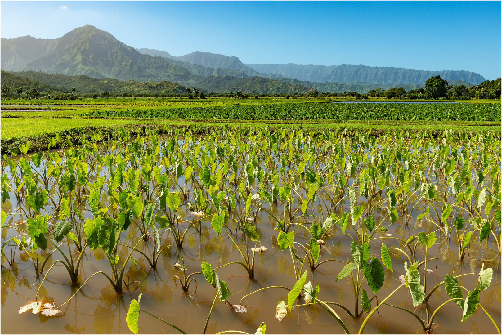 "Tarofelder" - Hanalei Valley, Kauai, Hawaii