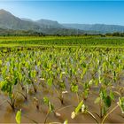 "Tarofelder" - Hanalei Valley, Kauai, Hawaii