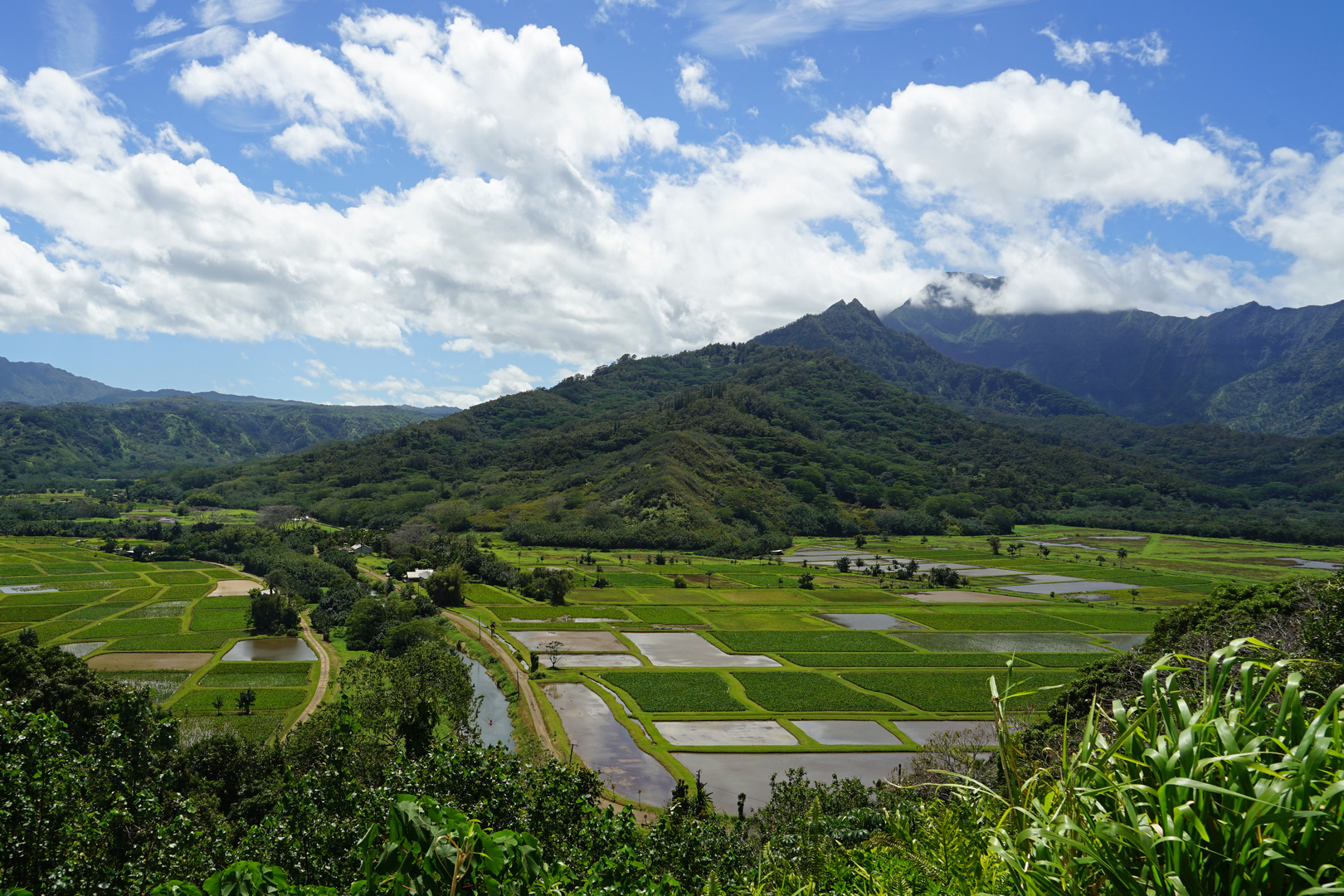 Tarofelder im Hanalei Valley