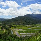 Tarofelder im Hanalei Valley