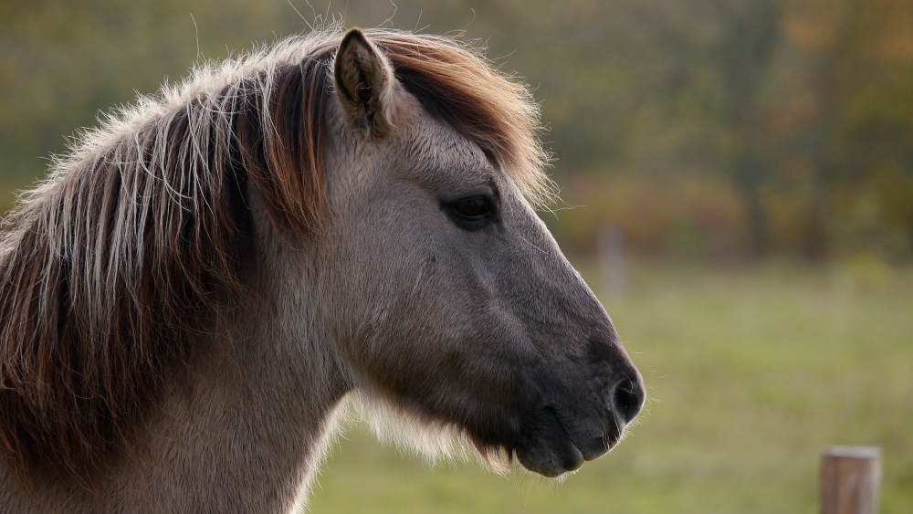 "Tarpan" (Heckpferd)