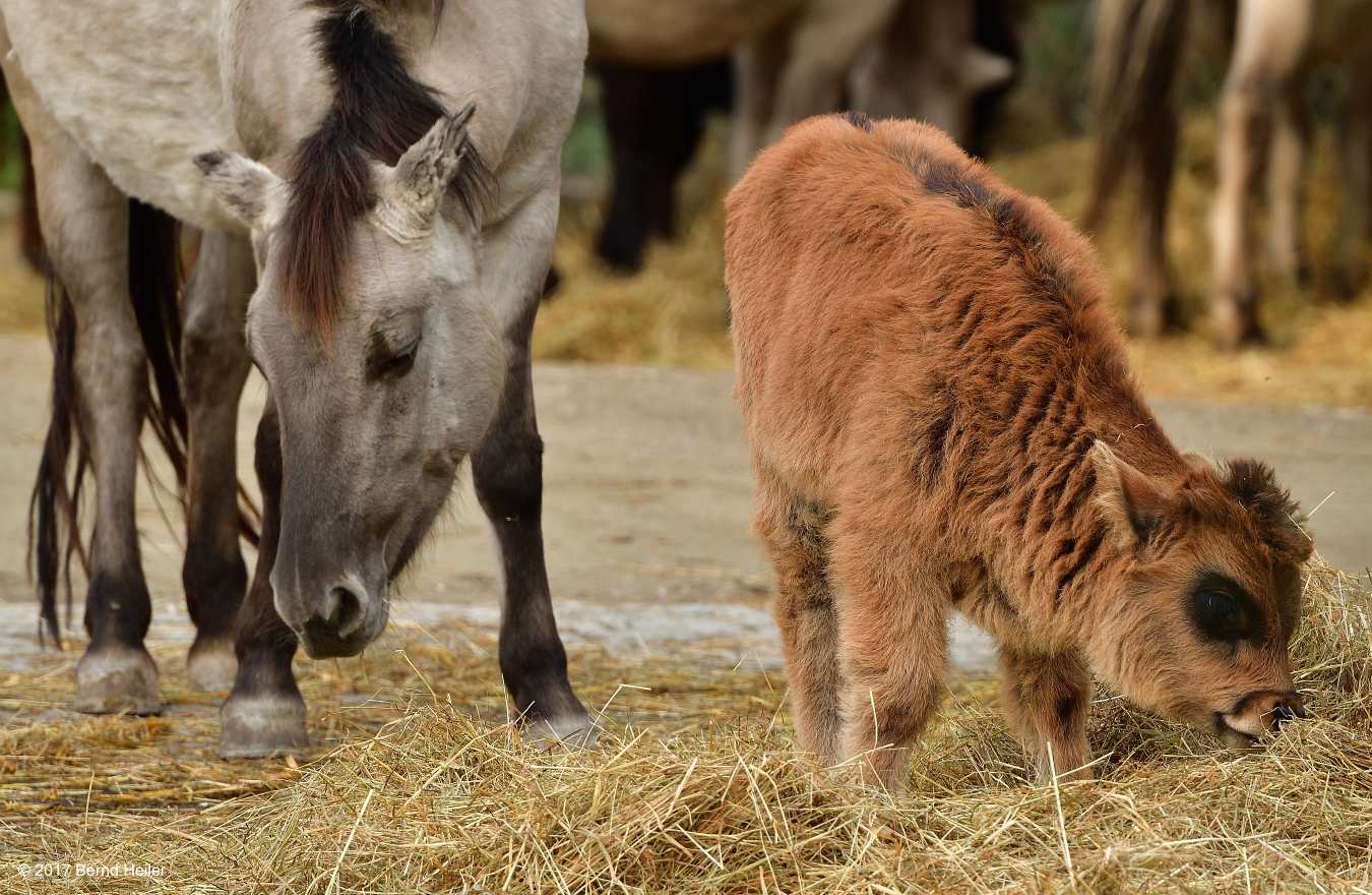 Tarpan und Auerochse-Kalb