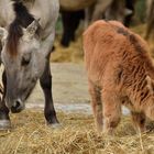 Tarpan und Auerochse-Kalb