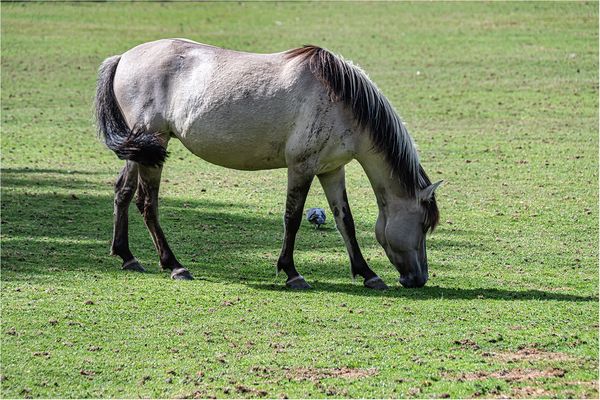 Tarpane - die wilden Hauspferde