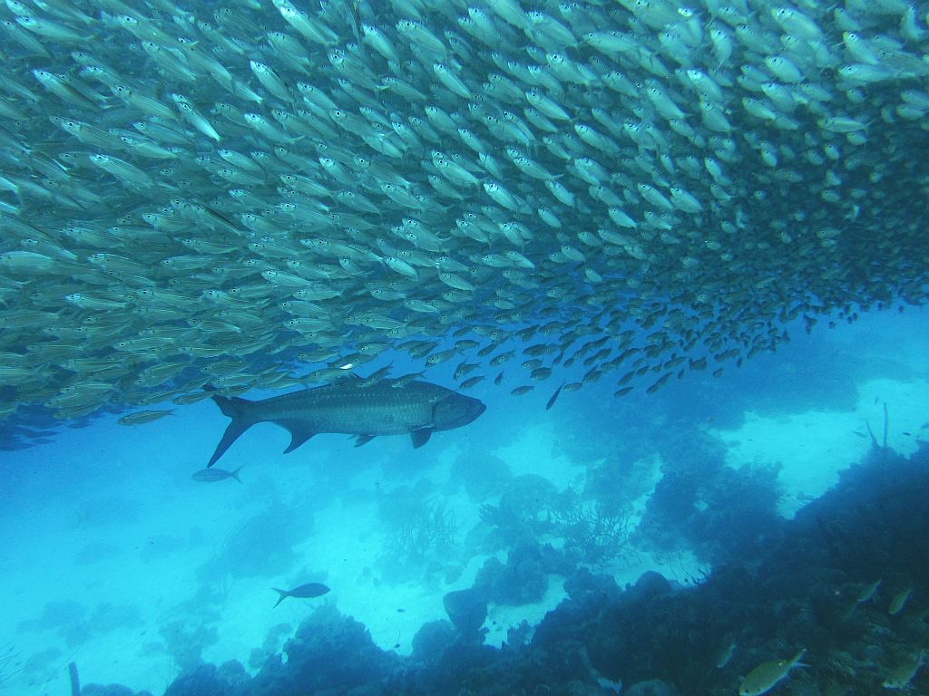 Tarpone beim jagen Foto & Bild tiere, wildlife, fische Bilder auf