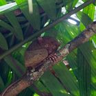 Tarsier