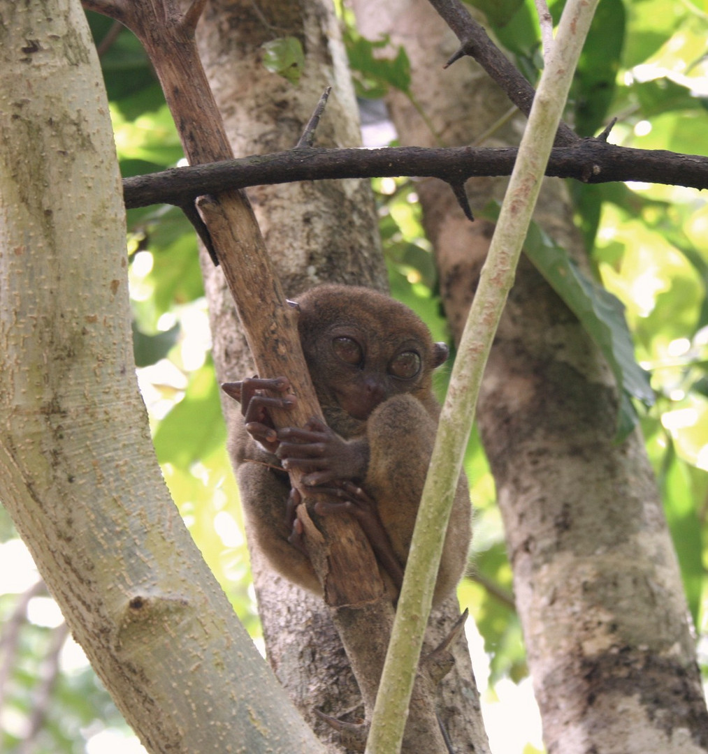 tarsier