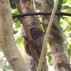 tarsier