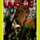 Tarsier