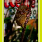 Tarsier