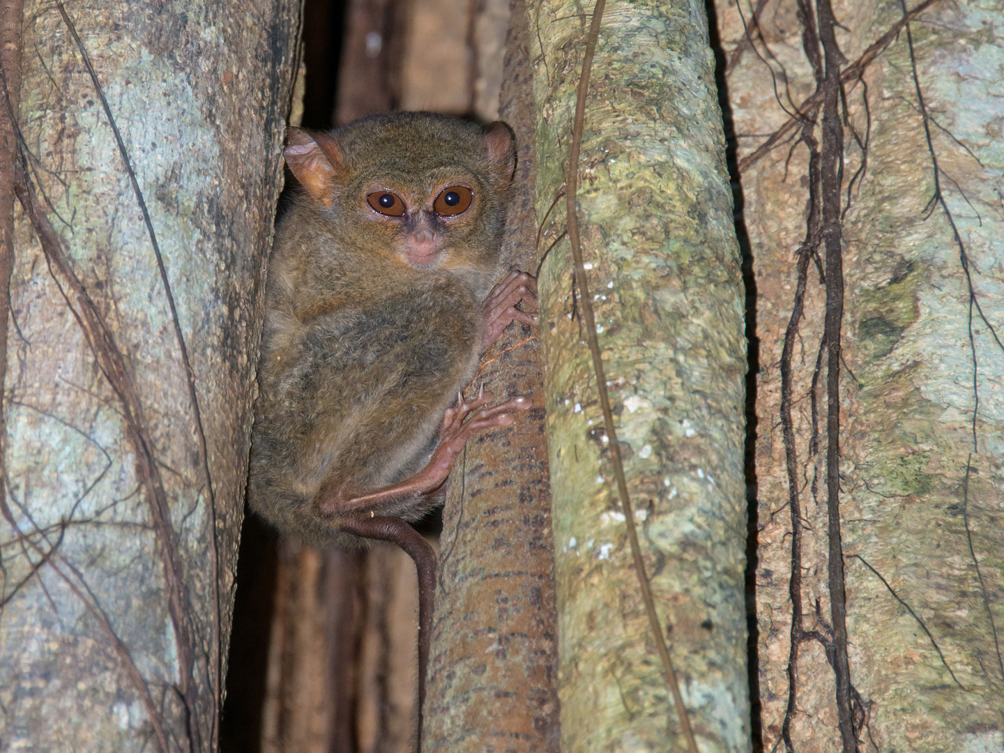 Tarsier