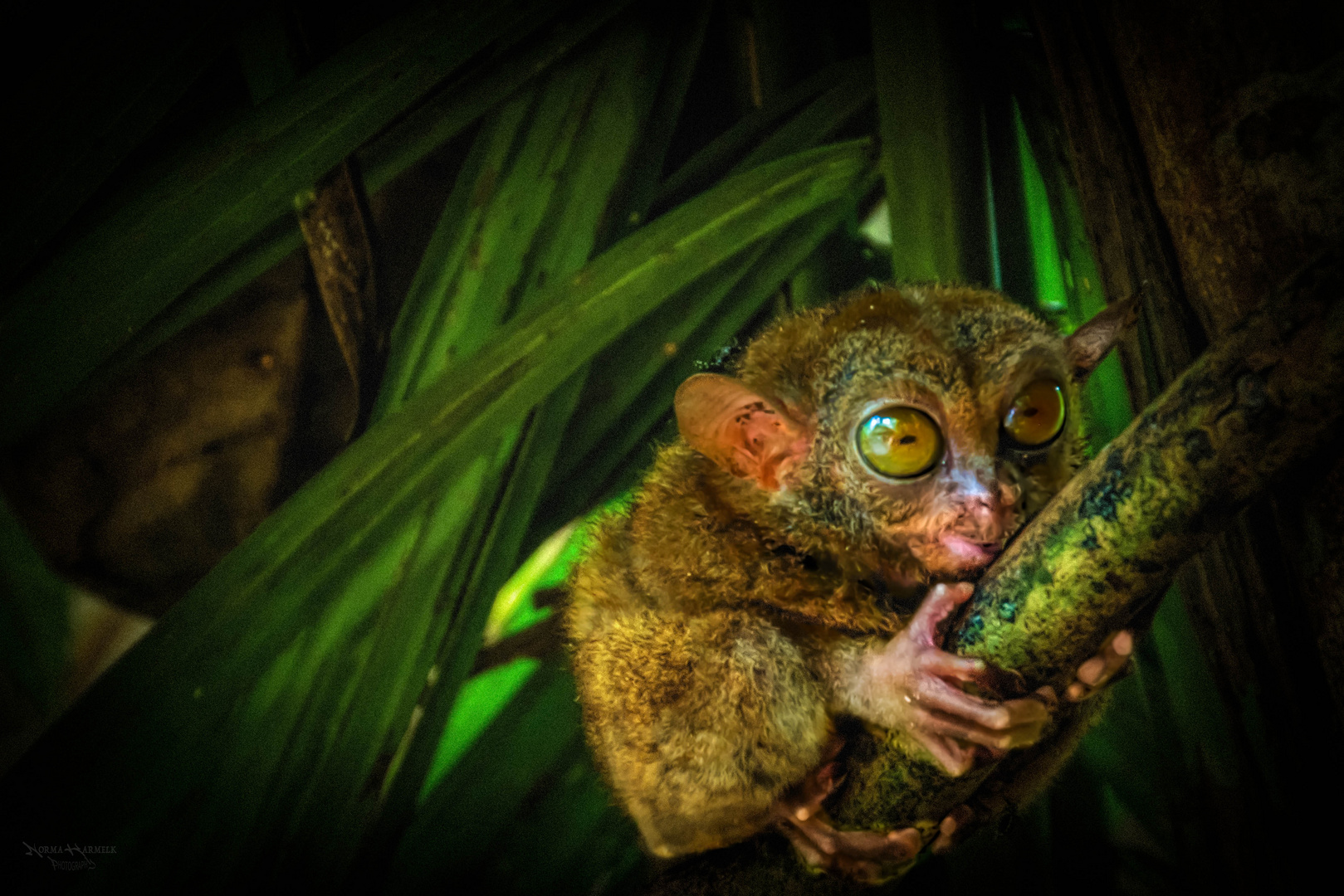 Tarsier