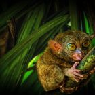 Tarsier