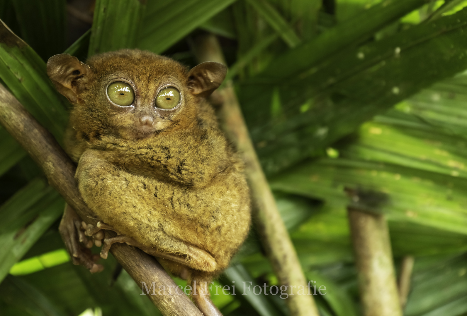 Tarsier