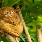 Tarsier