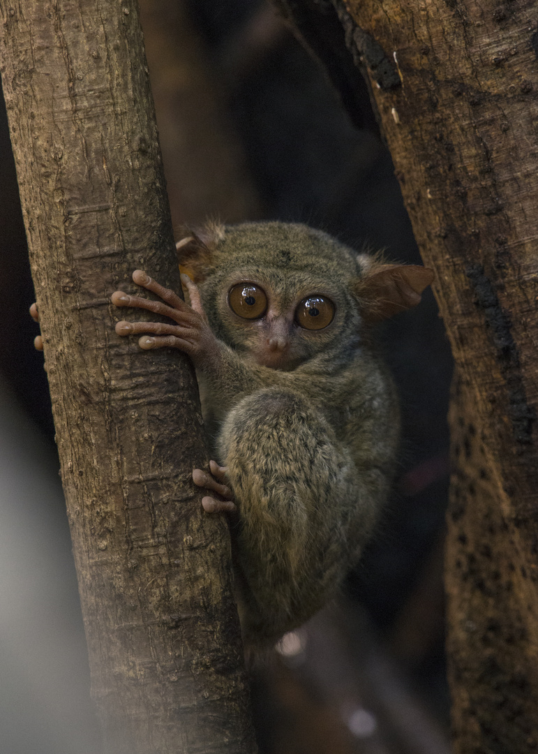 Tarsier