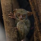 Tarsier