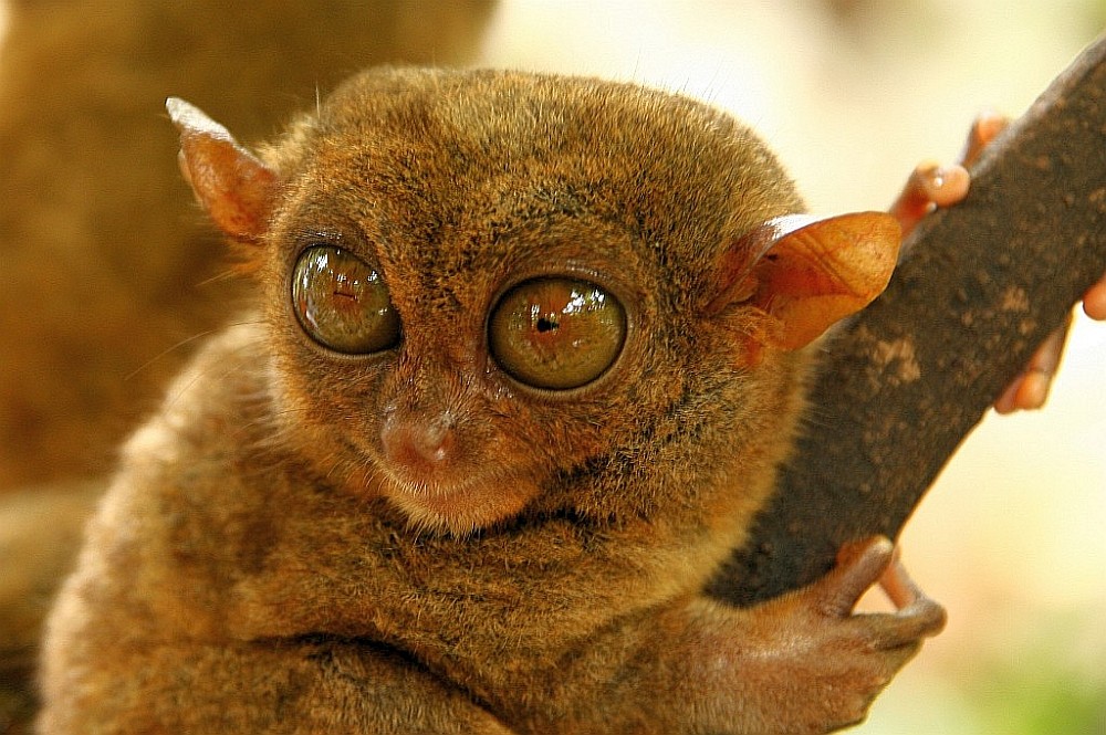 Tarsier Affe