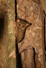 Tarsier