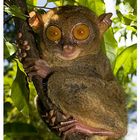 Tarsier - Bohol