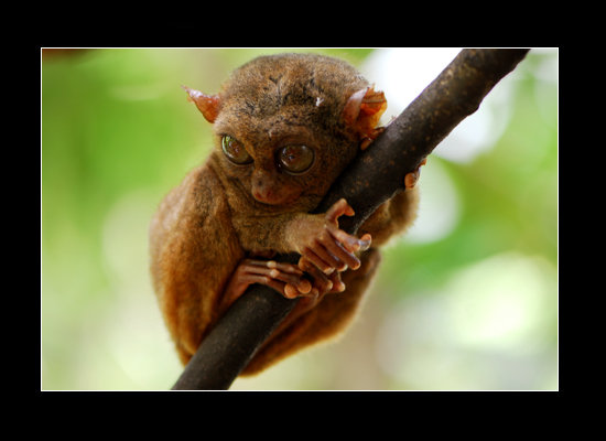 Tarsier Bohol