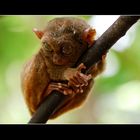 Tarsier Bohol