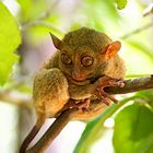 Tarsier - Bohol (Filippine) - Agosto 2012