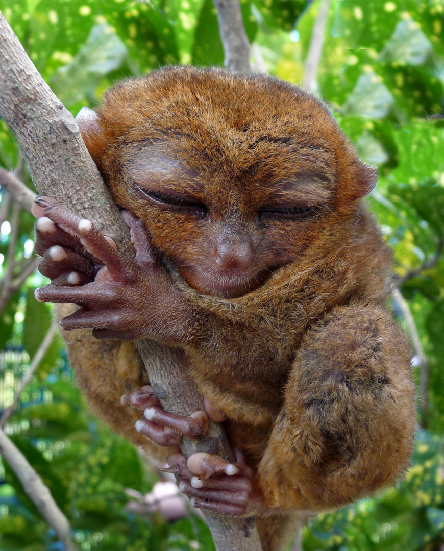 TARSIER - Der kleinste Affe der Welt lebt auf den Philippinen