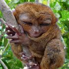 TARSIER - Der kleinste Affe der Welt lebt auf den Philippinen