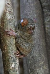 Tarsier