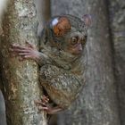 Tarsier