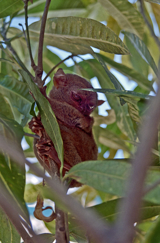 Tarsier