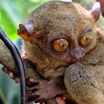 «TARSIER», einer der kleinsten unter uns Affen