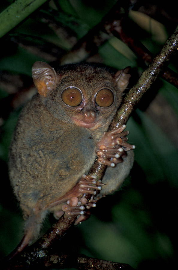 Tarsier im Regen