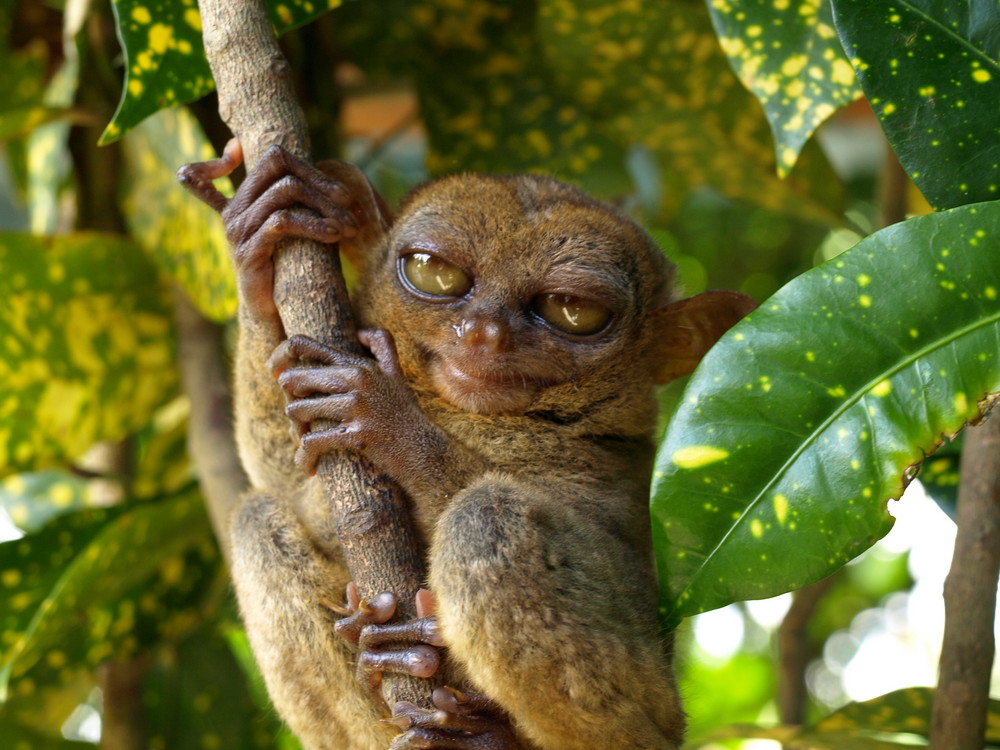 Tarsier in Bohol