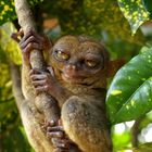 Tarsier in Bohol