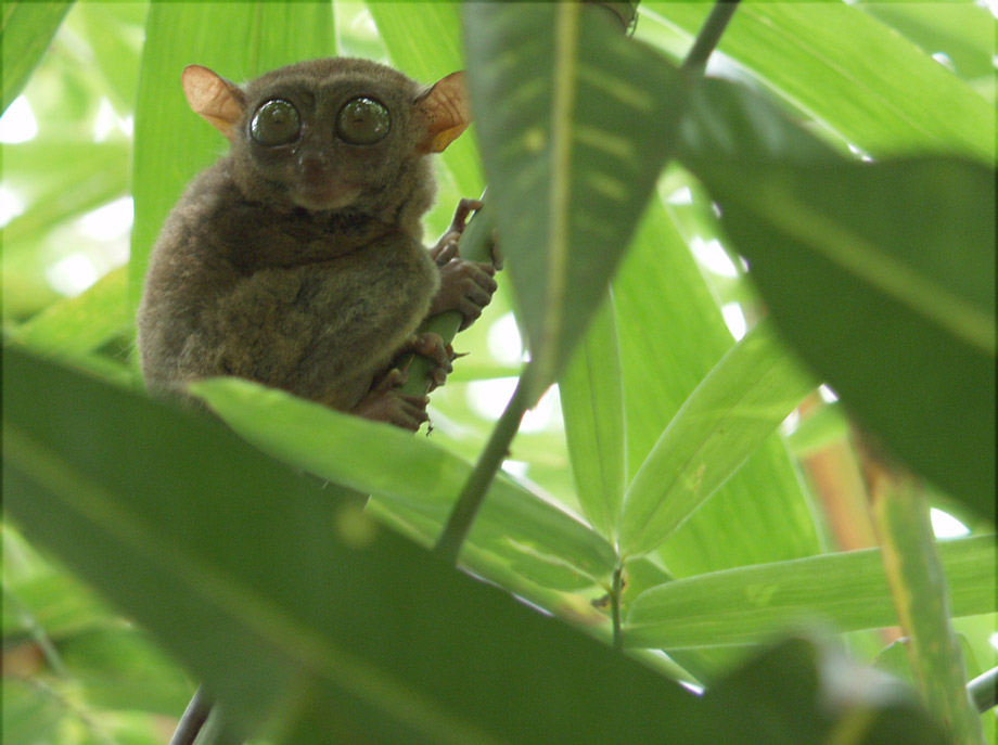 Tarsier in Bohol