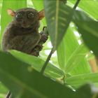 Tarsier in Bohol