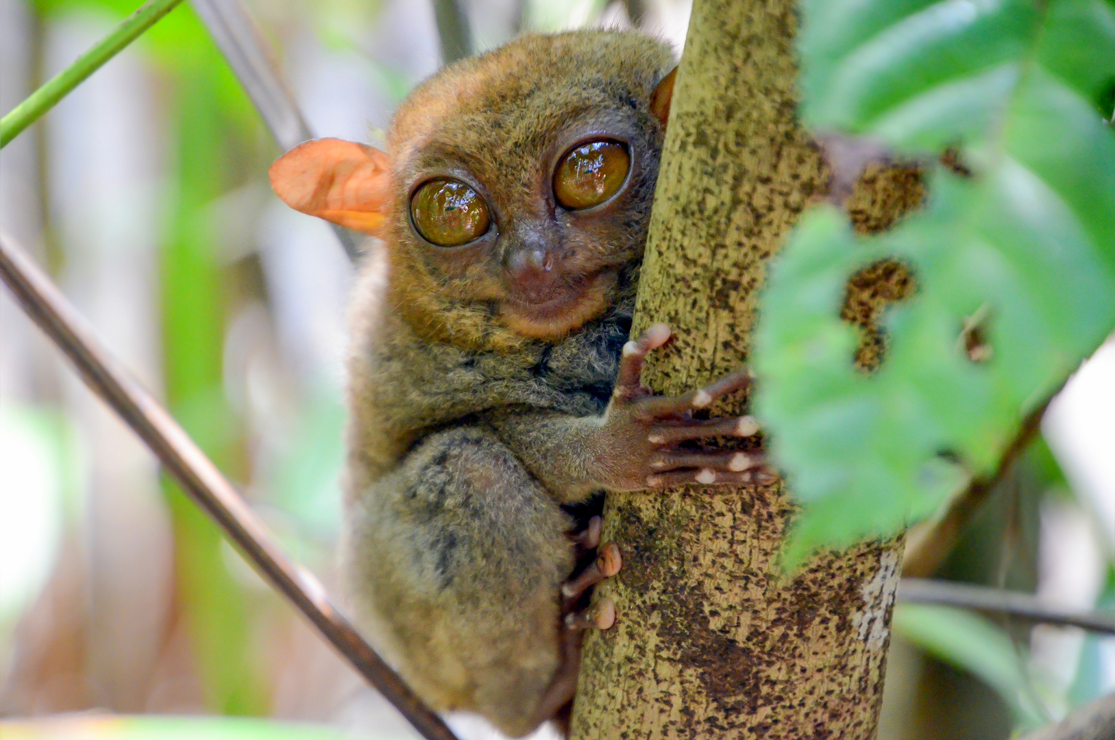 Tarsier - Koboldmaki