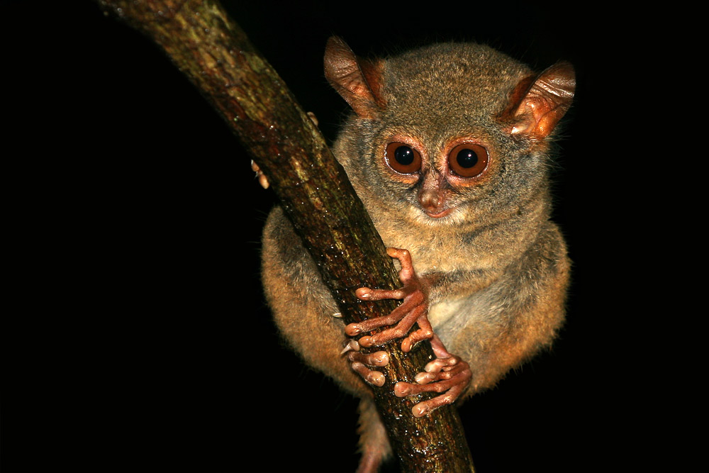 Tarsius (Koboldmaki)