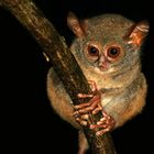 Tarsius (Koboldmaki)