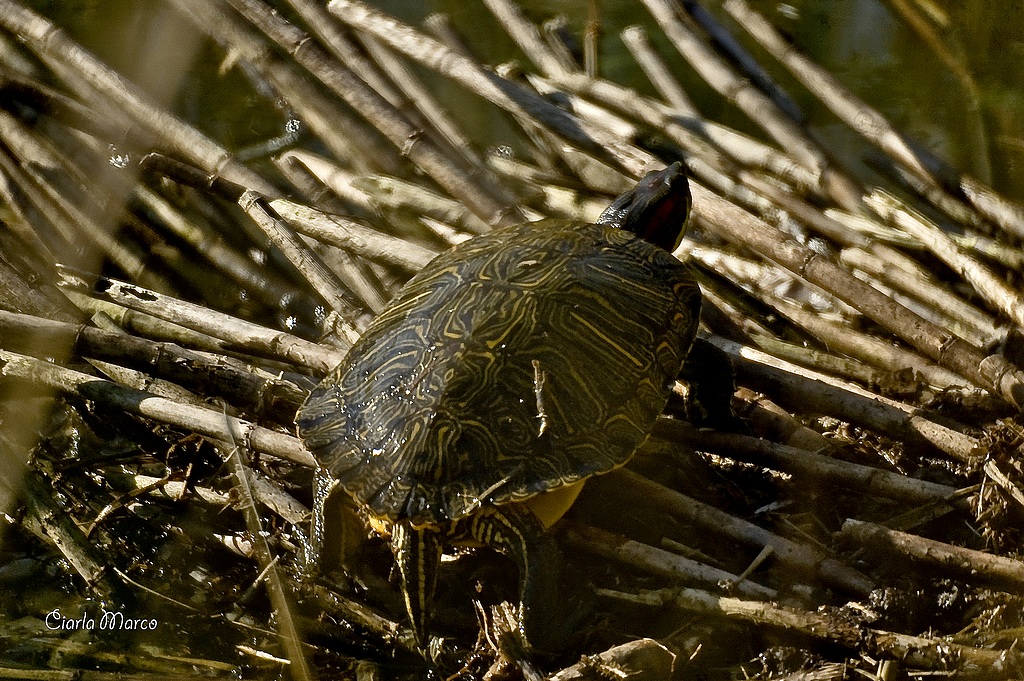 Tartaruga