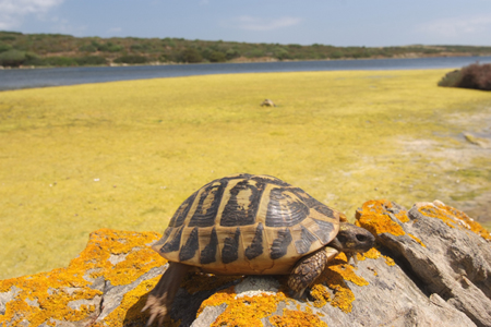 Tartaruga comune o di Hermann - Sardegna